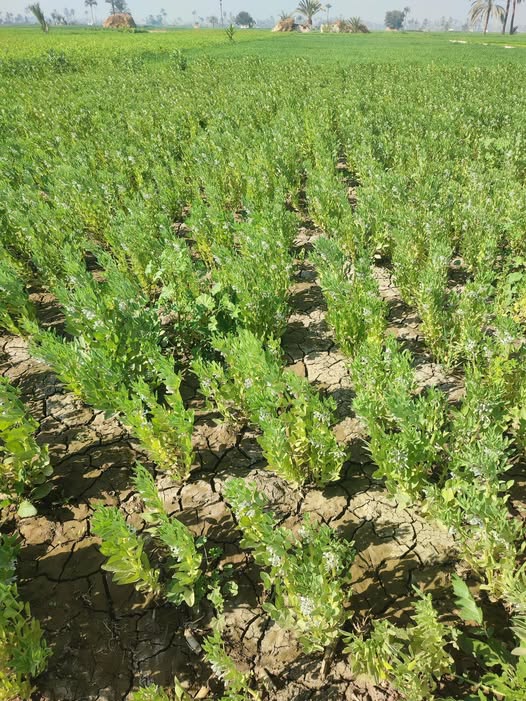 عندى الفول بالشكل دا ايه علاجه